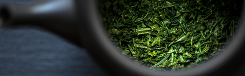 Sencha